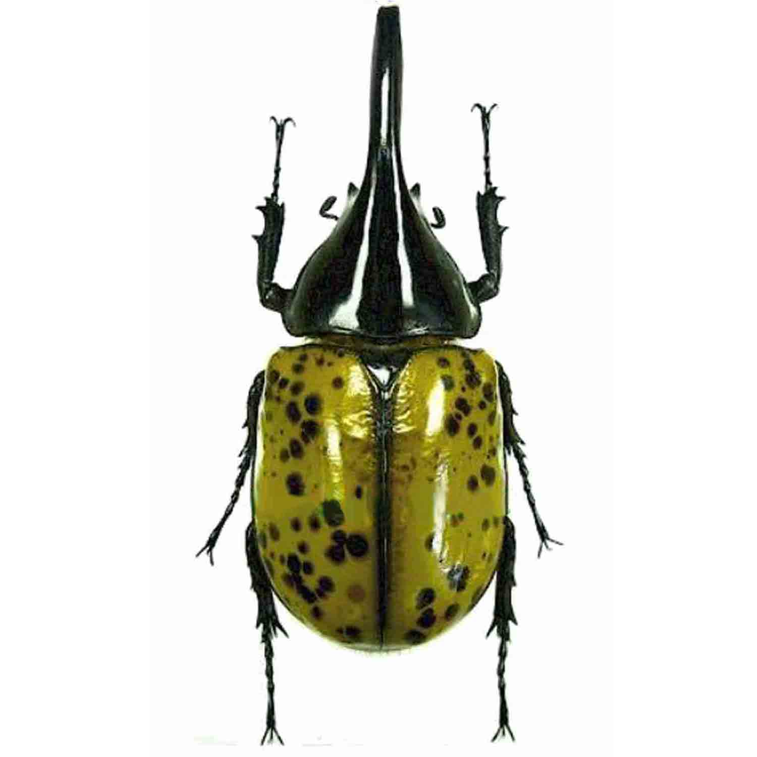 Dynastinae Or Rhinoceros Beetles Stock Photo - Download Image Now